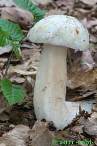 Hřib smrkový bílý - Boletus edulis f. albus