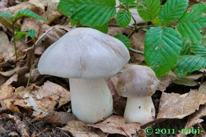 Závojenka olovová - Entoloma sinuatum (Bull.) P. Kumm. 1871