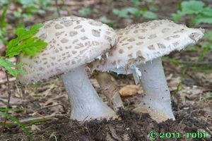 Muchomůrka šiškovitá - Amanita strobiliformis (Paulet ex Vittad.) Bertill. 1866