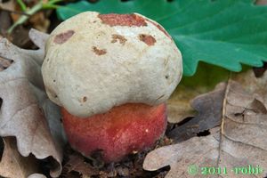 Klikni pro velký obrázek