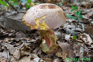 Klikni pro velký obrázek