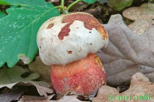 Klikni pro velký obrázek