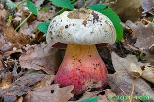 Klikni pro velký obrázek