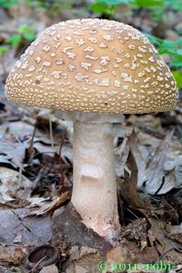Muchomůrka růžovka - Amanita rubescens Pers. 1797