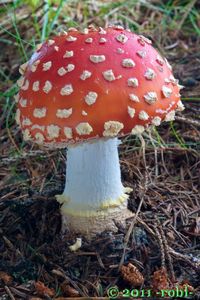Muchomůrka červená - Amanita muscaria (L.) Lam. 1783