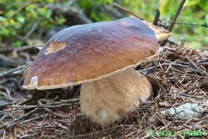 hřib smrkový (boletus edulis)