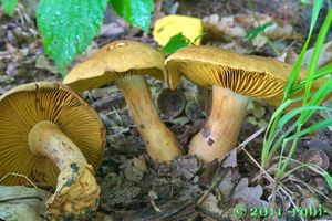 Pavučinec vlnatý - Cortinarius cotoneus Fr.