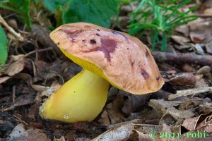 Hřib pružný - Aureoboletus gentilis  (Quél.) Pouzar 1957