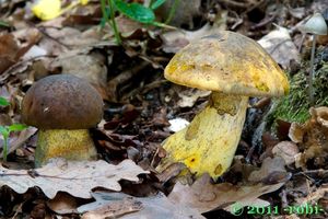 Hřib kovář - odbarvený - Neoboletus xanthopus (Klofac & A. Urb.) Klofac & A. Urb. 2014