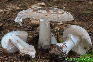 Muchomůrka šedivka - Amanita excelsa (Fr.) Bertill.  in Dechambre 1866