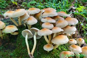 Třepenitka svazčitá - Hypholoma fasciculare  (Huds.) P. Kumm. 1871