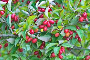 Dřín obecný (Cornus mas)