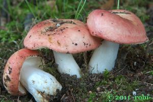 Holubinka skvrnitá - Russula maculata Quél. 1878