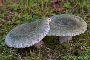 Holubinka nazelenalá - Russula virescens