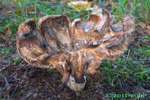 Holubinka akvamarínová - Russula chloroides (Krombh.) Bres. 1900