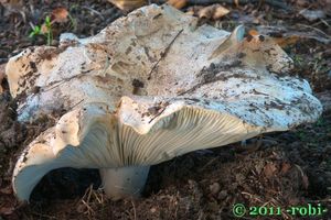 Holubinka akvamarínová - Russula chloroides (Krombh.) Bres. 1900