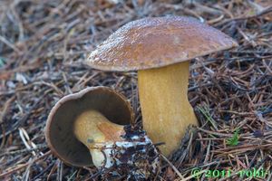 Klouzek strakoš - Suillus variegatus  (Sw.) Richon & Roze 1888