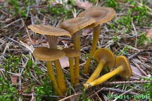 Liška nálevkovitá - Craterellus tubaeformis (Fr.) Quél. 1888