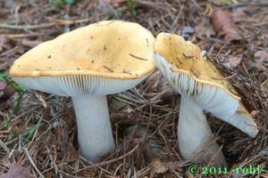 Holubinka hlínožlutá - Russula ochroleuca Fr. 1838