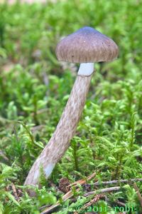 Šťavnatka olivově bílá - Hygrophorus olivaceoalbus (Fr.) Fr.