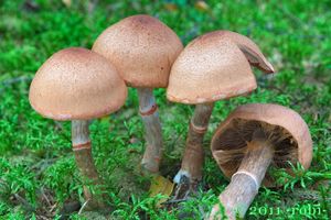 Pavučinec náramkovitý - Cortinarius armillatus (Fr.) Fr. 1838