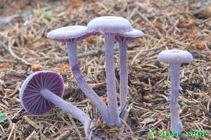 Lakovka ametystová - Laccaria amethystina