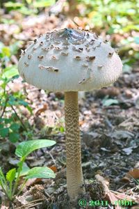 Bedla vysoká - Macrolepiota procera (Scop.) Singer 1948