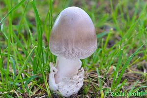 Muchomůrka pošvatá - Amanita vaginata (Bull.) Lam. 1783