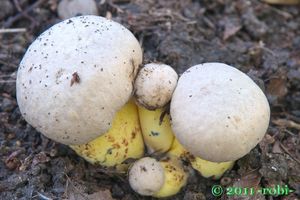 Hřib medotrpký - Caloboletus radicans (Pers.) Vizzini 2014