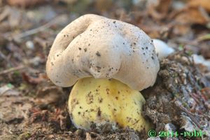 Hřib medotrpký - Caloboletus radicans (Pers.) Vizzini 2014