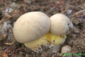 Hřib medotrpký - Caloboletus radicans (Pers.) Vizzini 2014