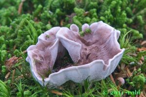 Lošáček číškovitý - Phellodon tomentosus  (L.) Banker