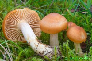 Voskovka luční - Cuphophyllus pratensis (Fr.) Bon 1985