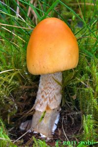 Muchomůrka šafránová - Amanita crocea (Quél.) Singer 1951