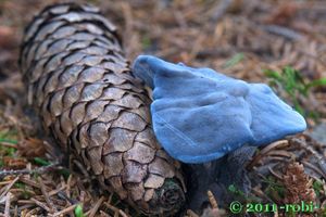 Lošáček černý - Phellodon niger