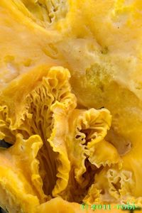 Liška obecná - Cantharellus cibarius Fr. 1821