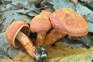 Pavučinec červenošupinný - Cortinarius (Leprocybe) bolaris (Pers.) Fr.