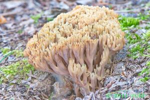 Kuřátka nazelenalá - Ramaria apiculata ( Fr.) Donk.