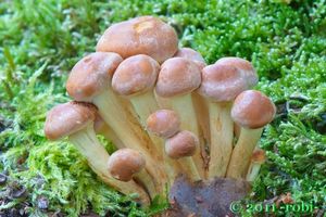 Třepenitka svazčitá - Hypholoma fasciculare  (Huds.) P. Kumm. 1871