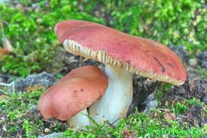 Holubinka skvrnitá - Russula maculata Quél. 1878