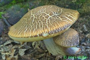 Kozák habrový - Leccinum pseudoscabrum ( Kallenb.) Šutara