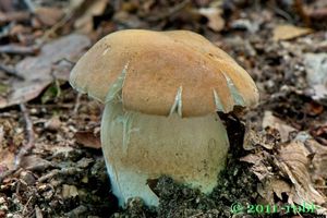 Hřib dubový - Boletus reticulatus Schaeff. 1774