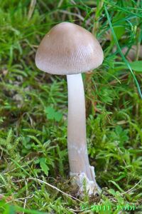 Muchomůrka pošvatá - Amanita vaginata