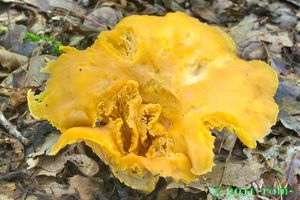 Liška obecná - Cantharellus cibarius Fr. 1821