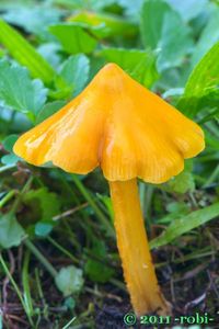 Voskovka stálá - Hygrocybe acutoconica (Clem.) Singer 1951