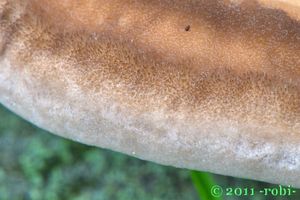 Outkovka chlupatá - Trametes hirsuta