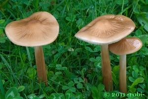 Penízovka kořenující - Hymenopellis radicata (Relhan) R.H. Petersen 2010