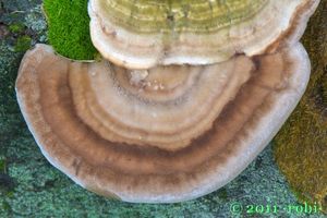 Outkovka chlupatá - Trametes hirsuta (Wulfen) Lloyd 1924