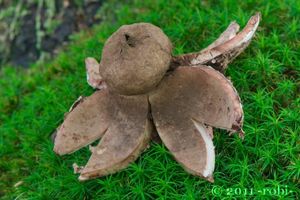 Hvězdovka červenavá - Geastrum rufescens Pers. 1801