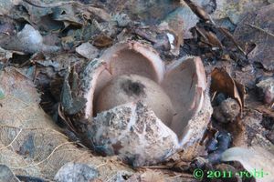 Hvězdovka červenavá - Geastrum rufescens